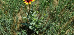 Gaillardia pulchella