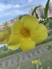 Allamanda cathartica