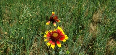 Gaillardia pulchella