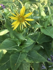 Monarda fistulosa
