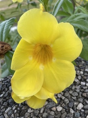 Allamanda cathartica