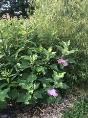 Monarda fistulosa