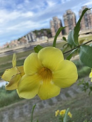 Allamanda cathartica