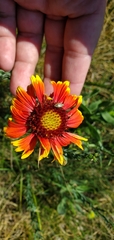 Gaillardia pulchella