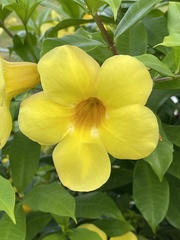 Allamanda cathartica