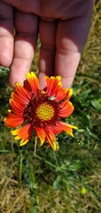 Gaillardia pulchella