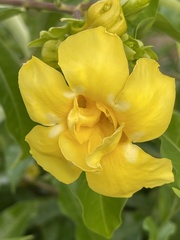 Allamanda cathartica