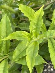 Allamanda cathartica