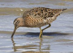 Limnodromus griseus caurinus