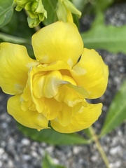 Allamanda cathartica
