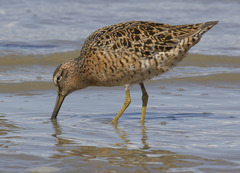 Limnodromus griseus caurinus