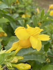 Allamanda cathartica