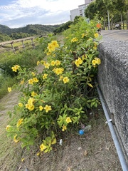 Allamanda cathartica
