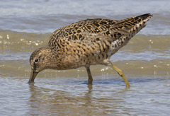 Limnodromus griseus caurinus