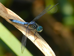 Pachydiplax longipennis