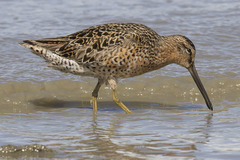 Limnodromus griseus caurinus