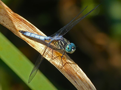 Pachydiplax longipennis