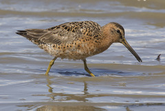 Limnodromus griseus caurinus