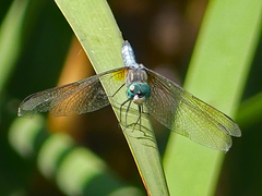 Pachydiplax longipennis