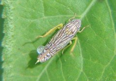 Graphocephala pulchra