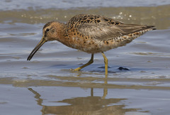 Limnodromus griseus caurinus