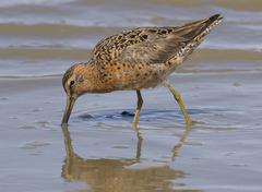 Limnodromus griseus caurinus