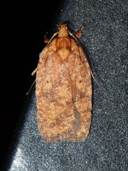 Agonopterix robiniella