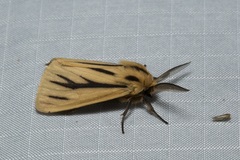 Popoudina lemniscata