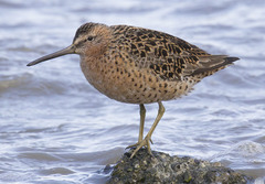 Limnodromus griseus caurinus