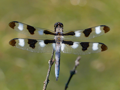 Libellula pulchella