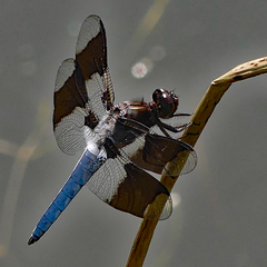 Plathemis lydia
