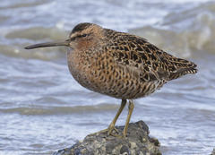 Limnodromus griseus caurinus