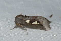 Antiophlebia bracteata