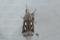 Antiophlebia bracteata