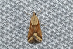 Achyra coelatalis