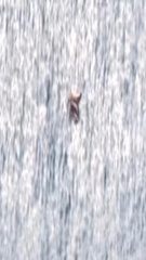 Lagenorhynchus albirostris