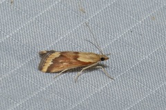 Achyra coelatalis