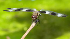 Libellula pulchella