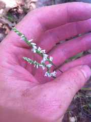 Spiranthes lacera lacera