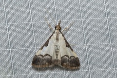 Autocharis jacobsalis