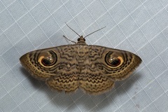 Calliodes pretiosissima