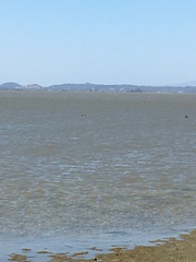 Pelecanus occidentalis