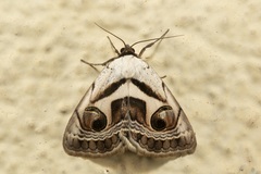 Cometaster pyrula
