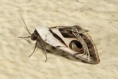 Cometaster pyrula