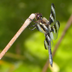 Libellula pulchella