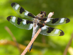 Libellula pulchella