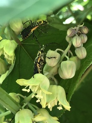 Chauliognathus distinguendus
