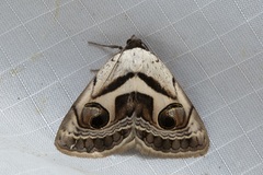 Cometaster pyrula