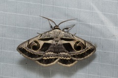 Cometaster pyrula