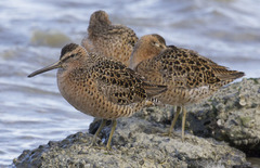 Limnodromus griseus caurinus